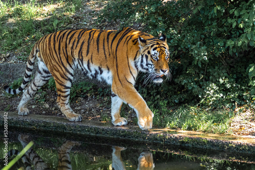 The Siberian tiger Panthera tigris altaica in a park