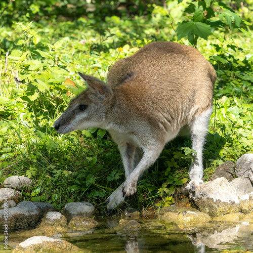 The agile wallaby  Macropus agilis also known as the sandy wallaby
