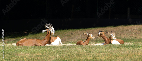 Dama gazelle, Gazella dama mhorr or mhorr gazelle is a species of gazelle