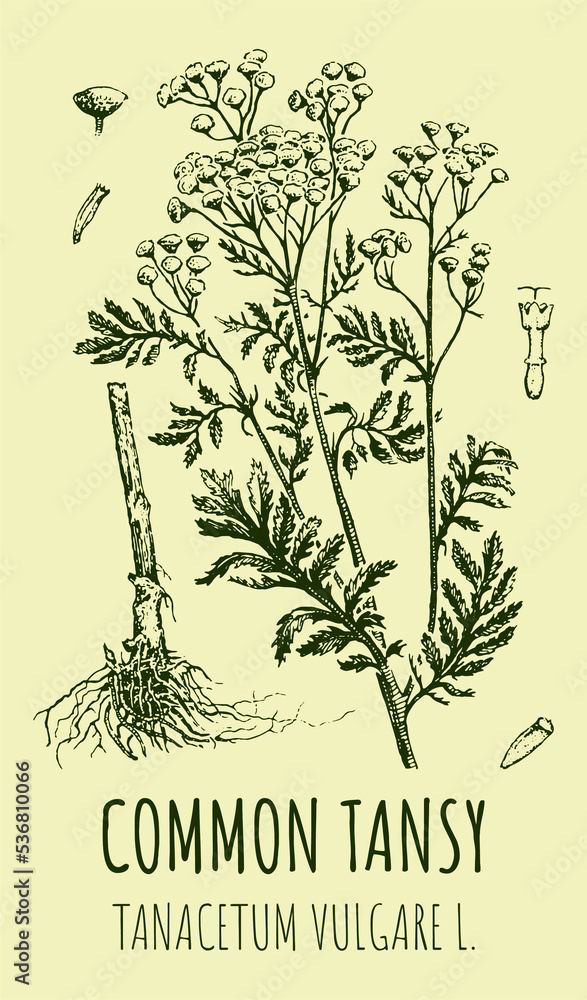 Drawings of COMMON TANSY. Hand drawn illustration. Latin name TANACETUM VULGARE L.