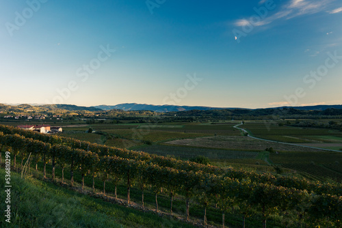 Wallpaper Mural Colorful sunset in the vineyards at the border between Italy and Slovenia Torontodigital.ca