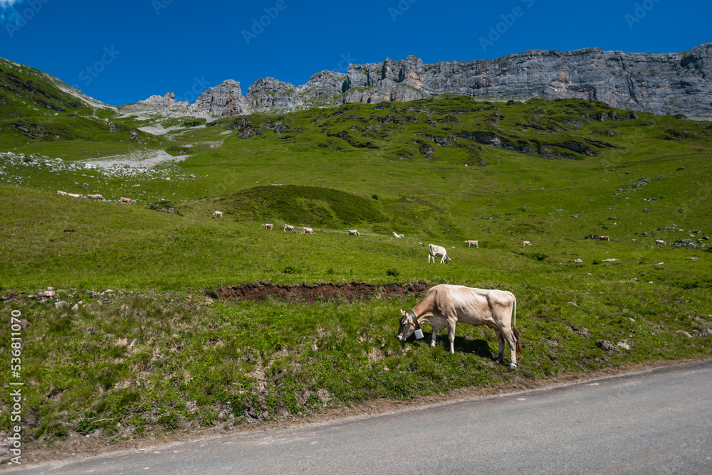 Grazing cows in the Swiss Alps, Switzerland, Alps