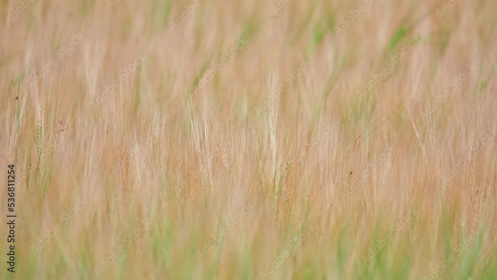 Vídeo do Stock Rye (Secale cereale) is grass grown extensively as grain, cover crop and forage