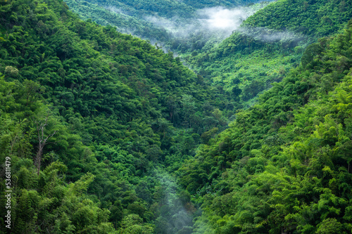 Beautiful green forest natural scenery for mountain in fog, Nam Nao district, Phetchabun Province, Thailand.