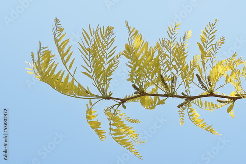 Wallpaper Mural Ein Ast von Amerikanische Gleditschie (Gleditsia triacanthos) mit Früchte und gelben Blättern auf  dem Hintrgrund von hell blauem Himmel. Torontodigital.ca