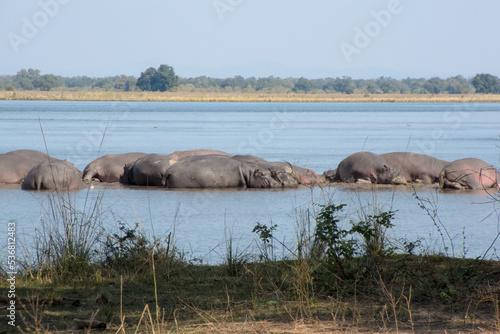 Hippos in Zambezi River  Zambia
