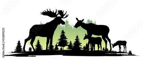 Elk male with large horns and with Moose female with cub Elk. Glade in coniferous forest. Silhouette picture. Animals in wild. Isolated on white background. Bright morning. Vector.