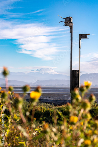 Nesting Boxes at English Bloom Preserve on Camano Island Wa photo