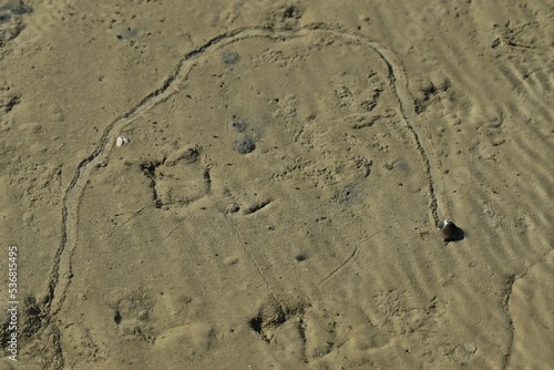 Kriechende Strandschnecke (Littorina littorea) im ostfriesischen Watt