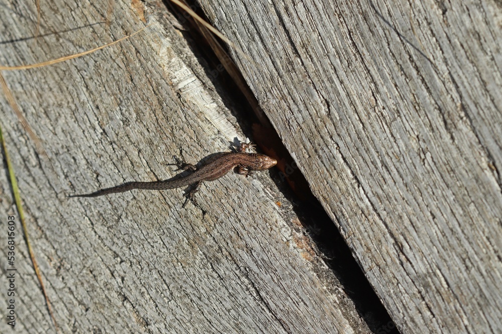 Junge Mooreidechse (Zootoca vivipara) auf Bohlenweg am Ewigen Meer Junge Mooreidechse (Zootoca vivipara) auf Bohlenweg am Ewigen Meer