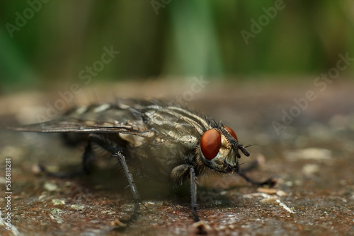 Close-up portrait of a fly with details. A fly in nature