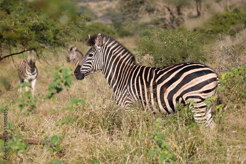 Plains Zebra  Mkhuze  South Africa