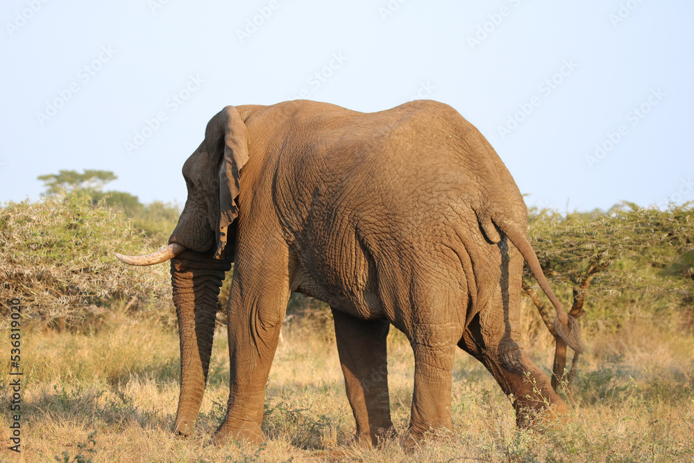 Fototapeta premium African elephant, Mkhuze, South Africa