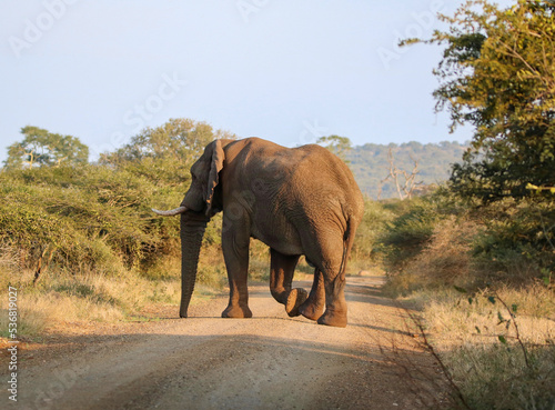 African elephant  Mkhuze  South Africa