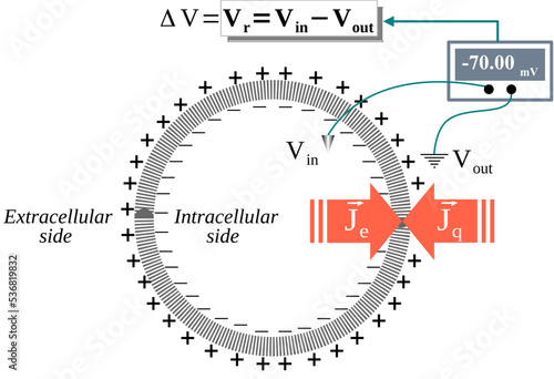 The Resting membrane potential is due to cancellation and opposition of the chemical and electrical flows