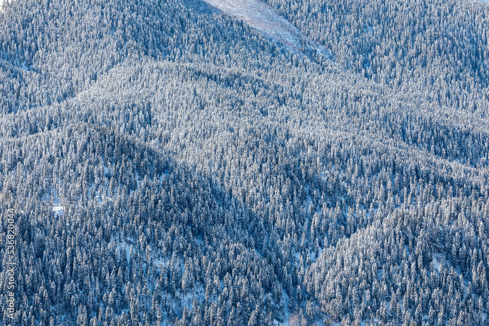 Snow covered mountain slopes. Bird's eye view of the winter forest