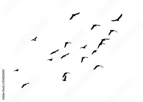 A flock of flying birds. Free birds. Vector illustration © Мария Неноглядова