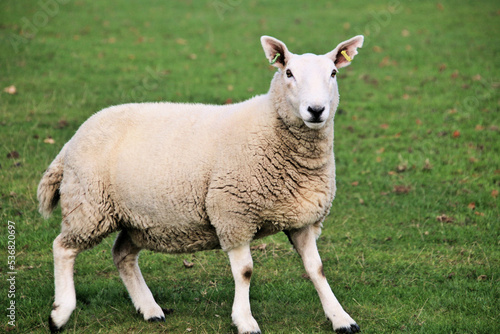 A view of a Sheep in the Cheshire Countryside