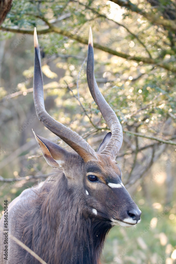 Nyala Bull portrait, Mkhuze, South Africa Nyala Bull portrait, Mkhuze, South Africa