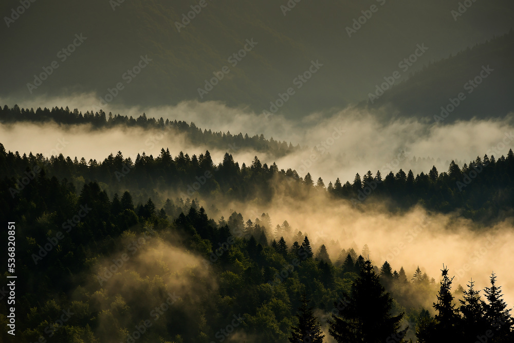 Fototapeta premium Fog rises from a spruce forest at sunrise. Beautiful autumn season.