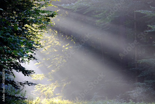Fototapeta Naklejka Na Ścianę i Meble -  Early morning sunlight rays shining through misty mountains forest trees. 