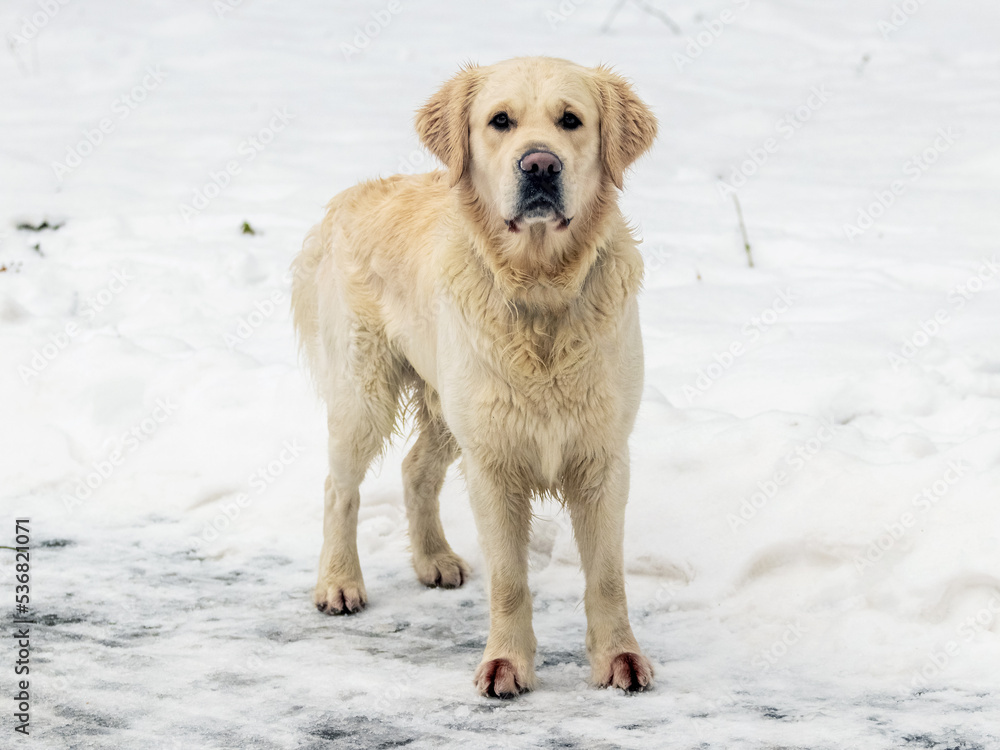 A dog of the golden retriever breed is standing in the snow. Dog in winter