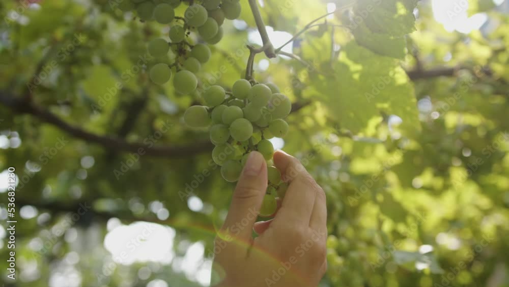 the girl's hand touches a vine with white grapes in the vineyard in the rays of the sun. Concept for wine advertising the girl's hand touches a vine with white grapes in the vineyard in the rays of the sun. Concept for wine advertising
