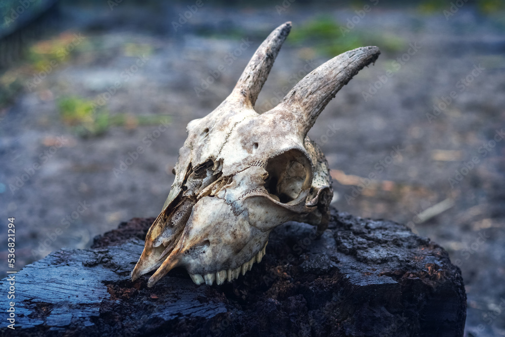 Goat skull with horns on a dark background Goat skull with horns on a dark background