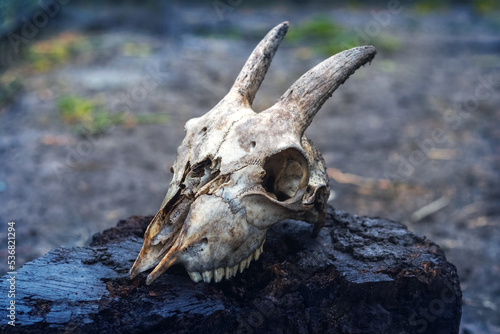 Goat skull with horns on a dark background © Volodymyr