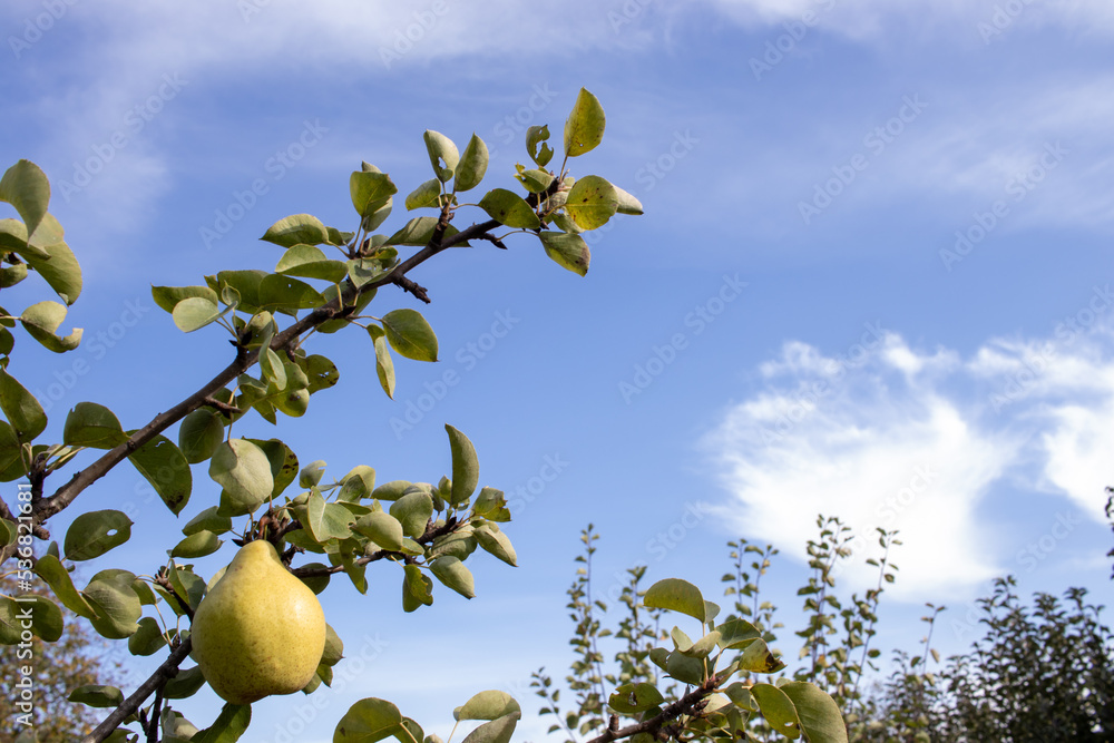Ripe large yellow pears hanging on branches of a young tree in the garden. Autumn harvest. 
