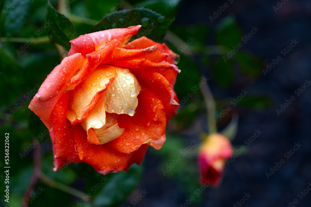 Gorgeous orange rose in raindrops on a shade green background. Card. Beauty of nature. Floriculture, hobby.