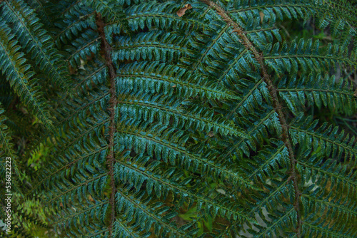 Fern bush plant close up. Green exotic tropical botanical background, backdrop or wallpaper