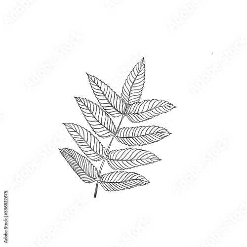 twig plant with leaves illustration freehand. botanical tattoo idea