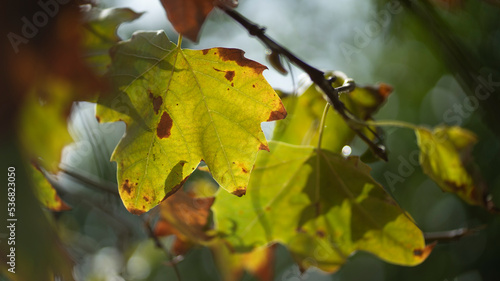 folha natureza outono arvore 