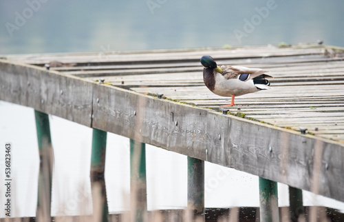 Wild duck on a wooden pier by the river. A cloudy spring day. Duck isolated on a blurred background.