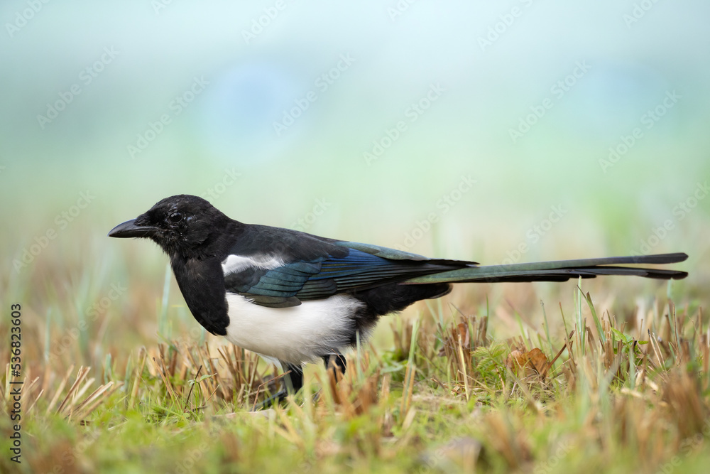 Eurasian Magpie or Common Magpie or Pica pica is walking on the meadow with colorful background, winter time Eurasian Magpie or Common Magpie or Pica pica is walking on the meadow with colorful background, winter time