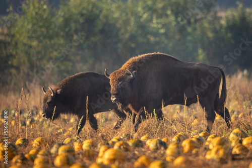 Herd of bisons from the Knyszyn Forest in a field with pumpkins, September Mammals - European bison Bison bonasus in autumn time, Knyszynska Forest, North-Eastern part of Poland