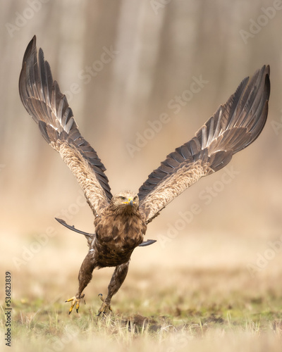Birds of prey - Lesser Spotted Eagle Aquila pomarina flying bird hunting time