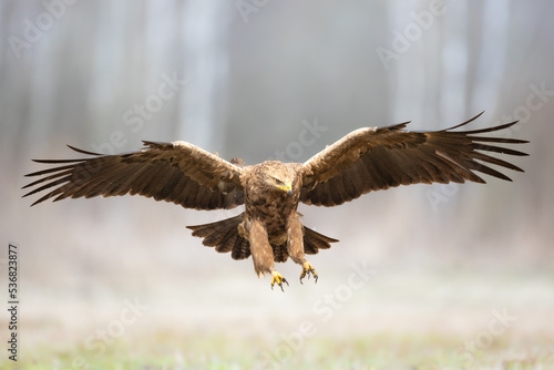 Birds of prey - Lesser Spotted Eagle Aquila pomarina flying bird hunting time