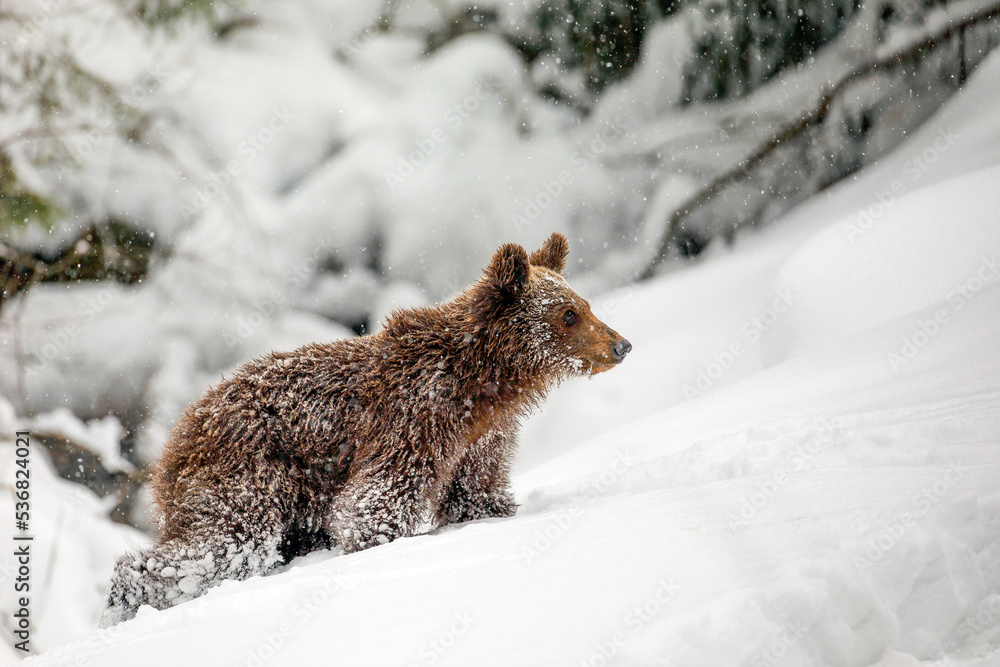 Obraz premium A wild brown bear cub walk on snow in a mountain forest in winter season.