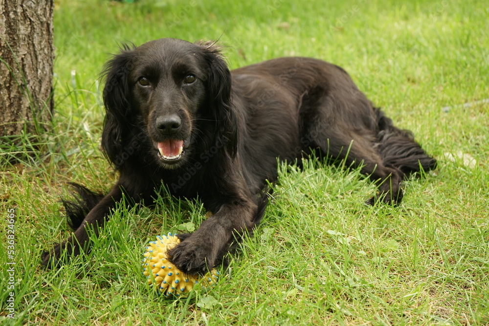 Black spaniel dog markiesje portrait Black spaniel dog markiesje portrait