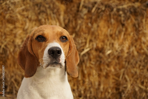 Beagle dog sitting near the haystack in autumn