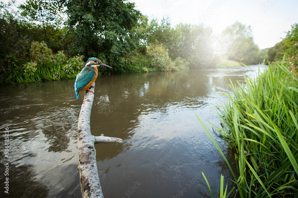 Common kingfisher, alcedo atthis, sitting on branch in summer in wide angel. Colorful bird resting in wood with river in background. Exotic animal looking on tree in swamp landscape.