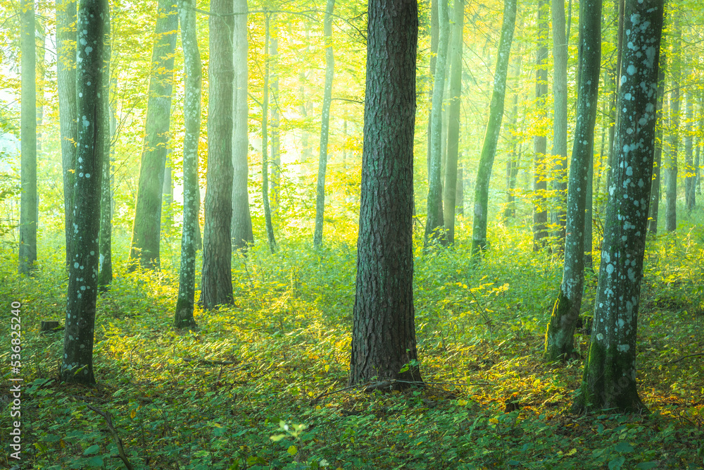 Misty autumn forest. Early autumn in misty forest. Morning fog in autumn forest Poland Europe Knyszyn Primeval Forest