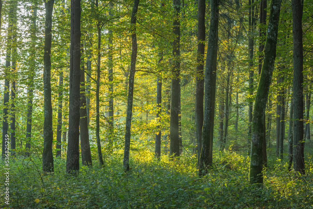 Fototapeta premium Misty autumn forest. Early autumn in misty forest. Morning fog in autumn forest Poland Europe Knyszyn Primeval Forest