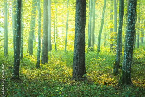 Obraz na płótnie Misty autumn forest. Early autumn in misty forest. Morning fog in autumn forest Poland Europe Knyszyn Primeval Forest w salonie