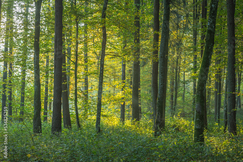 Misty autumn forest. Early autumn in misty forest. Morning fog in autumn forest Poland Europe Knyszyn Primeval Forest