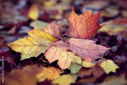  Autumn Texture Closeup of Fall Leaves, Beautiful Group of Organic Colorful Bold natural scene on the ground, Nature Photo, lo fi and soft focus , Short Depth of Field