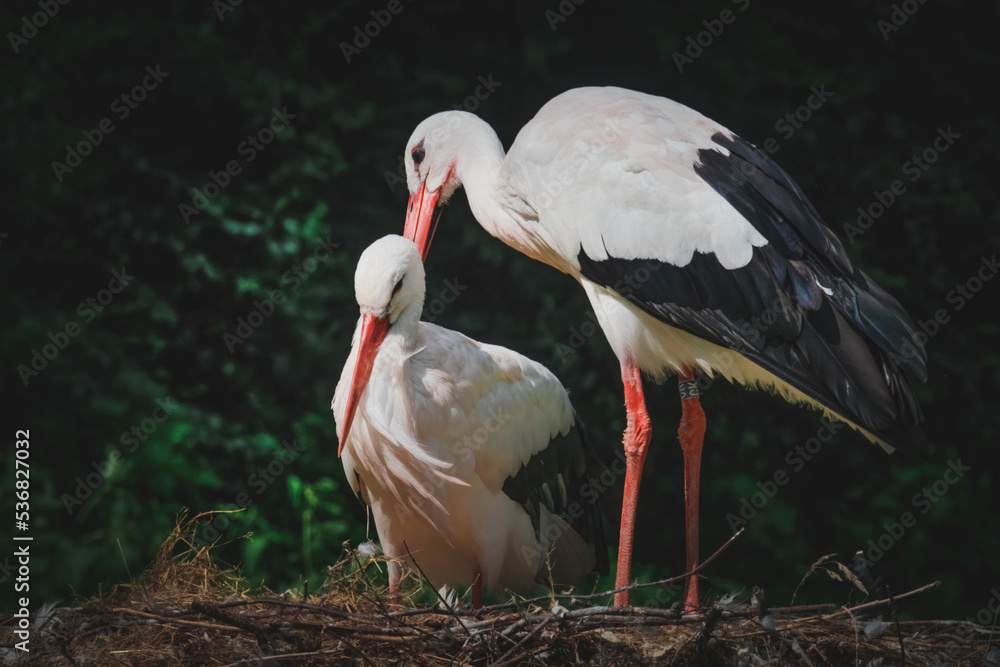 Fototapeta premium Störche im Nest