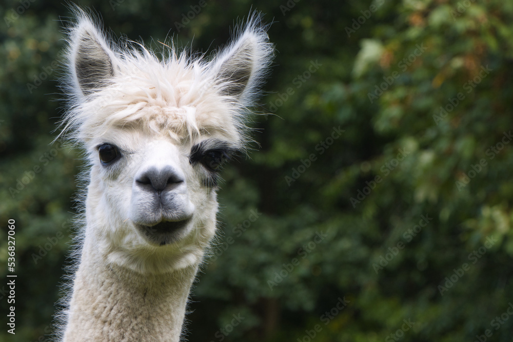 Obraz premium Das Alpaka (Vicugna pacos) Pako
